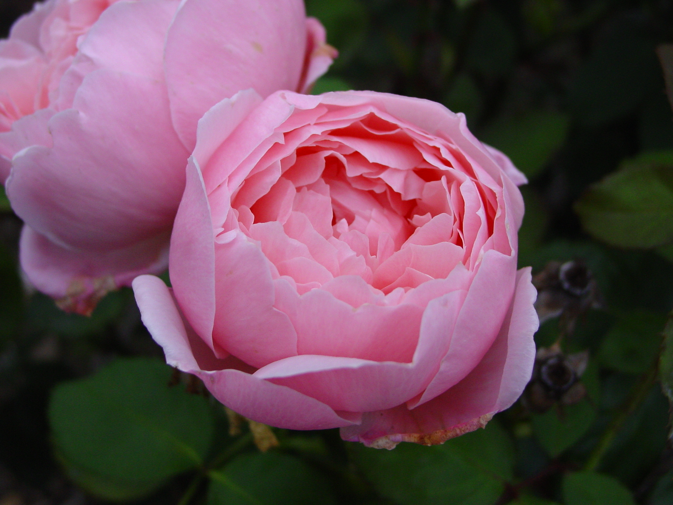 Rosa 'Constance Spry'